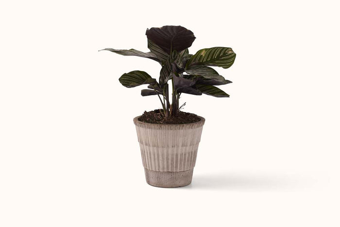 BERGS POTTER GREY TERRACOTTA ATLAS POT  W/SAUCER 16