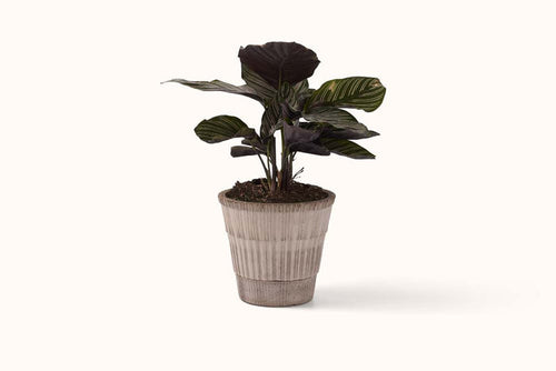BERGS POTTER GREY TERRACOTTA ATLAS POT  W/SAUCER 16