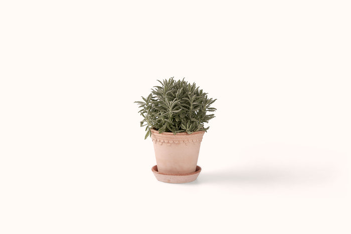 BERGS POTTER ROSA KØBENHAVNER TERRACOTTA POT W/SAUCER