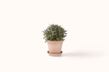 BERGS POTTER ROSA KØBENHAVNER TERRACOTTA POT W/SAUCER