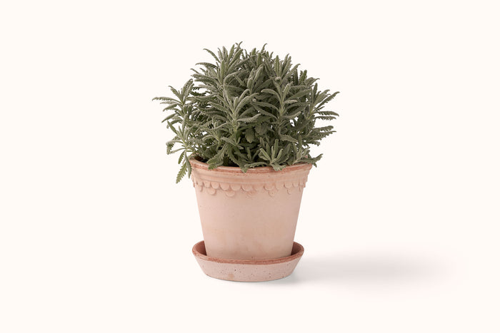 BERGS POTTER ROSA KØBENHAVNER TERRACOTTA POT W/SAUCER