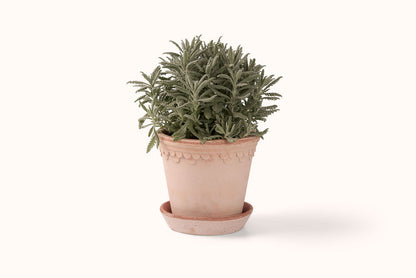 BERGS POTTER ROSA KØBENHAVNER TERRACOTTA POT W/SAUCER