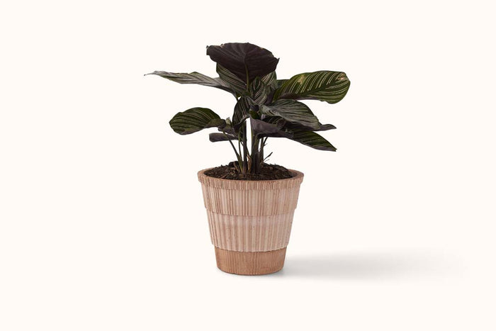 BERGS POTTER ROSA TERRACOTTA ATLAS POT W/SAUCER 16