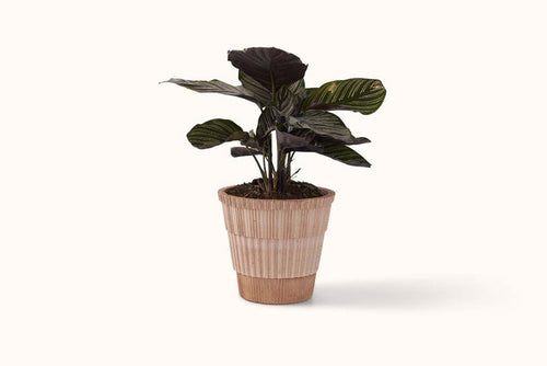 BERGS POTTER ROSA TERRACOTTA ATLAS POT W/SAUCER 16