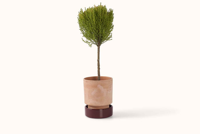 BERGS POTTER ROSA TERRACOTTA HOFF POT 14/5.5"