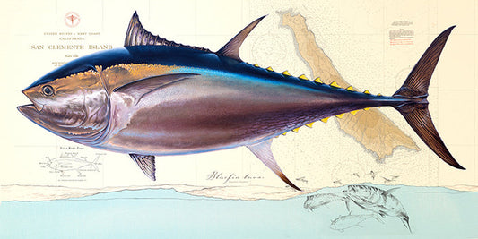 Bluefin Tuna