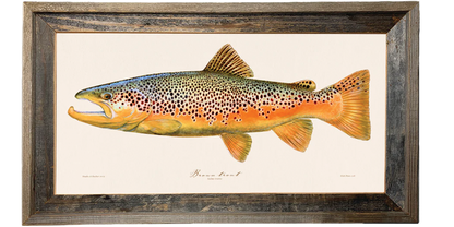 Brown Trout