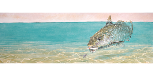 Corbina surface tension