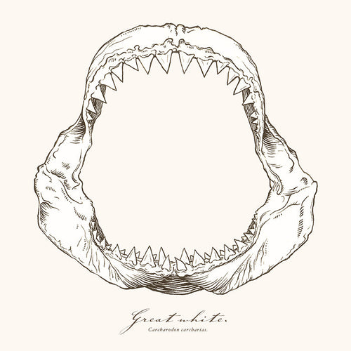 Great white jaws