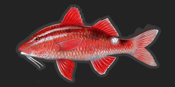 Kumu - 7.5"