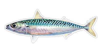 Mackerel - 8"