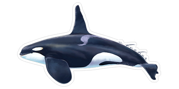 Mini Bull Orca Stickers (Pack of 5)