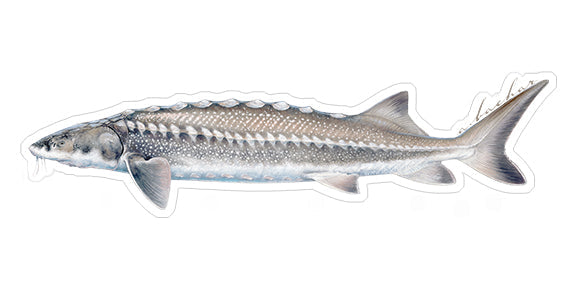 Mini Sturgeon Stickers (Pack of 5)