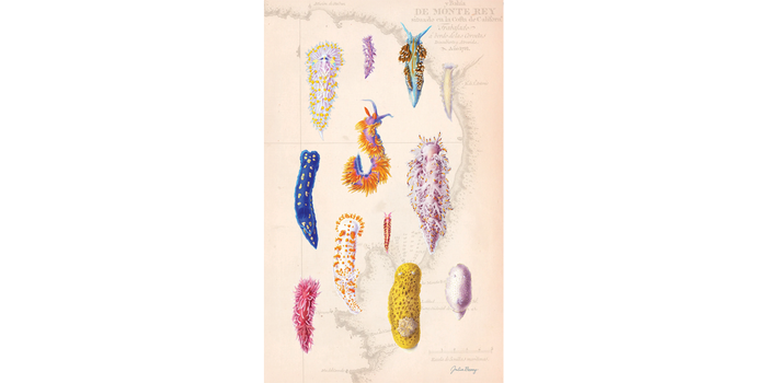 Nudibranch Poster