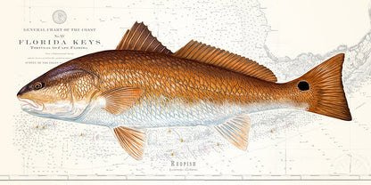 Redfish