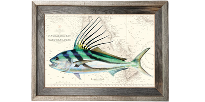 Roosterfish