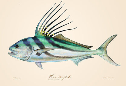 Roosterfish