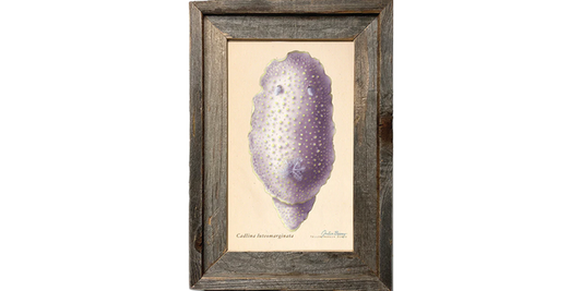 Yellow-Margin Dorid